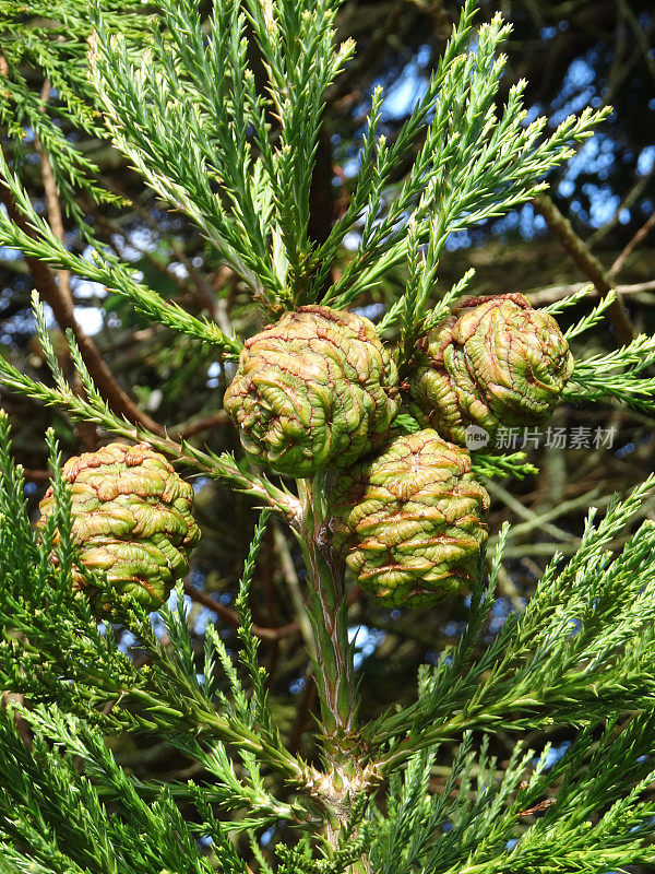 红杉(sequoia sempervirens)的绿色球果图像
